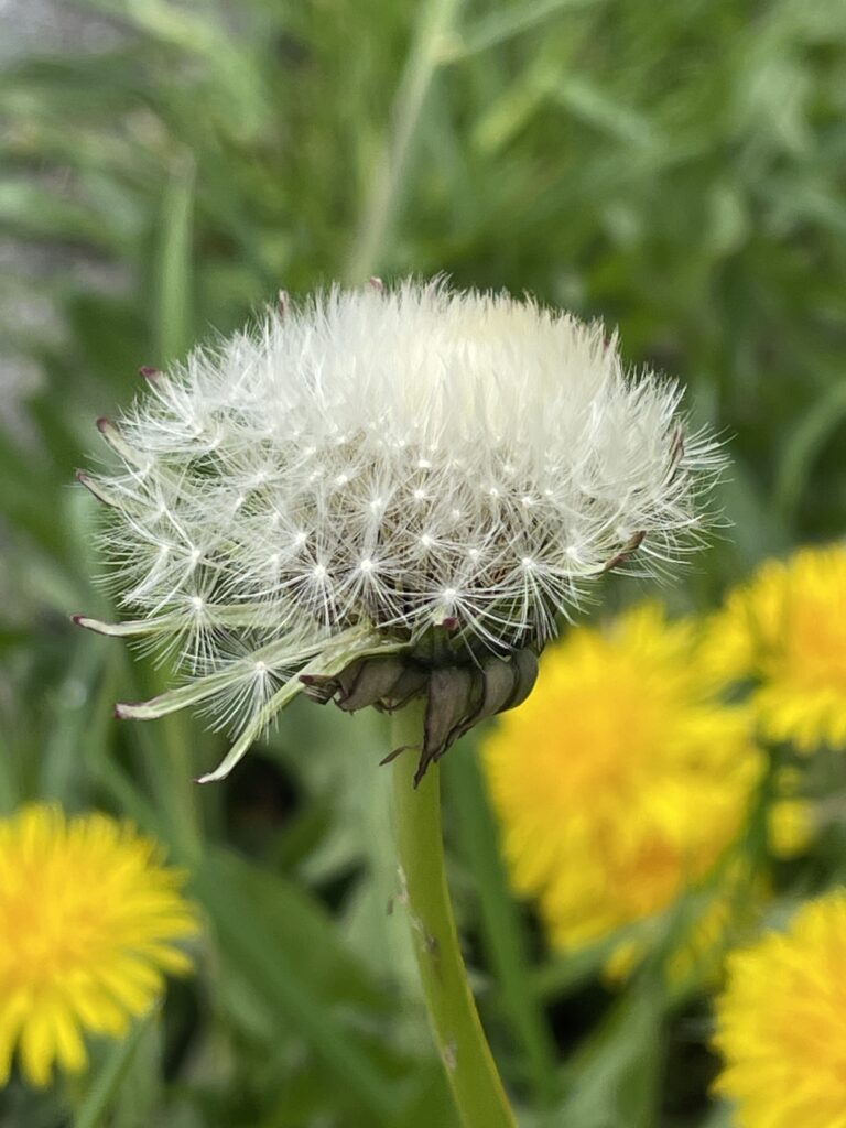 毛茸茸的白球1