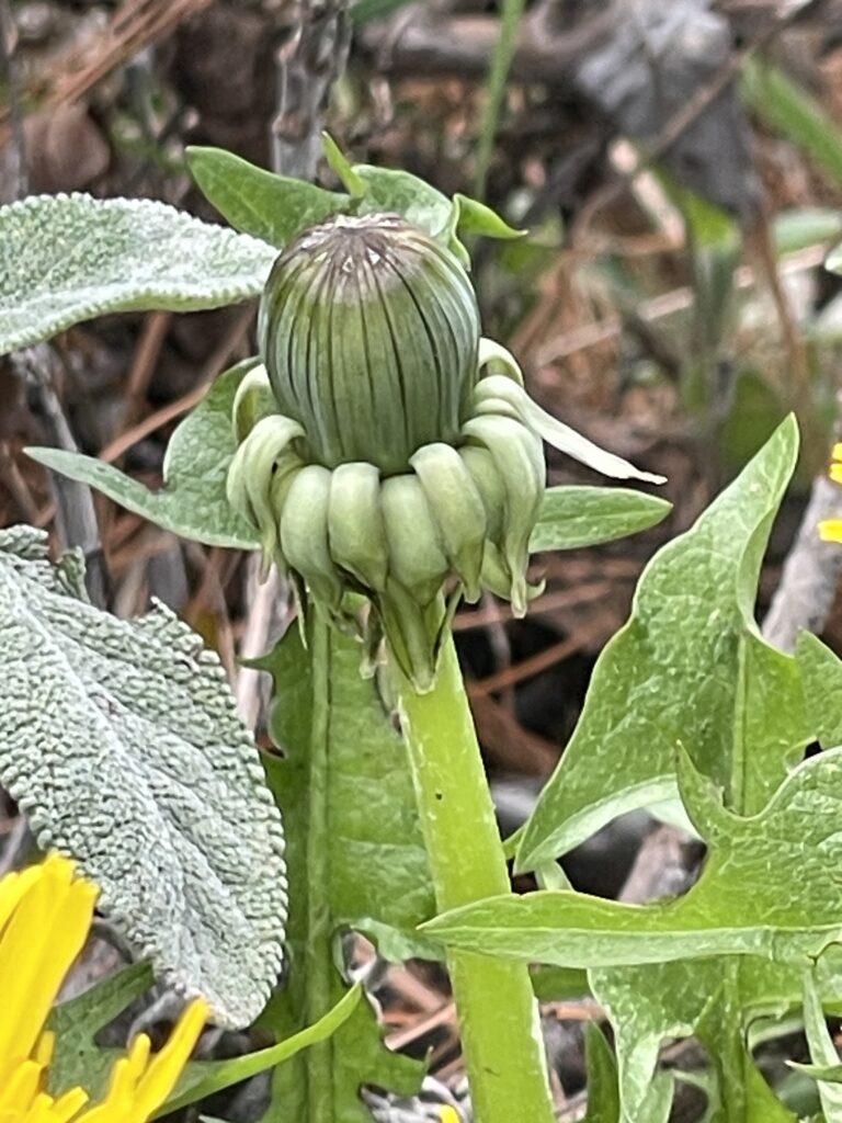 可愛的小花苞1