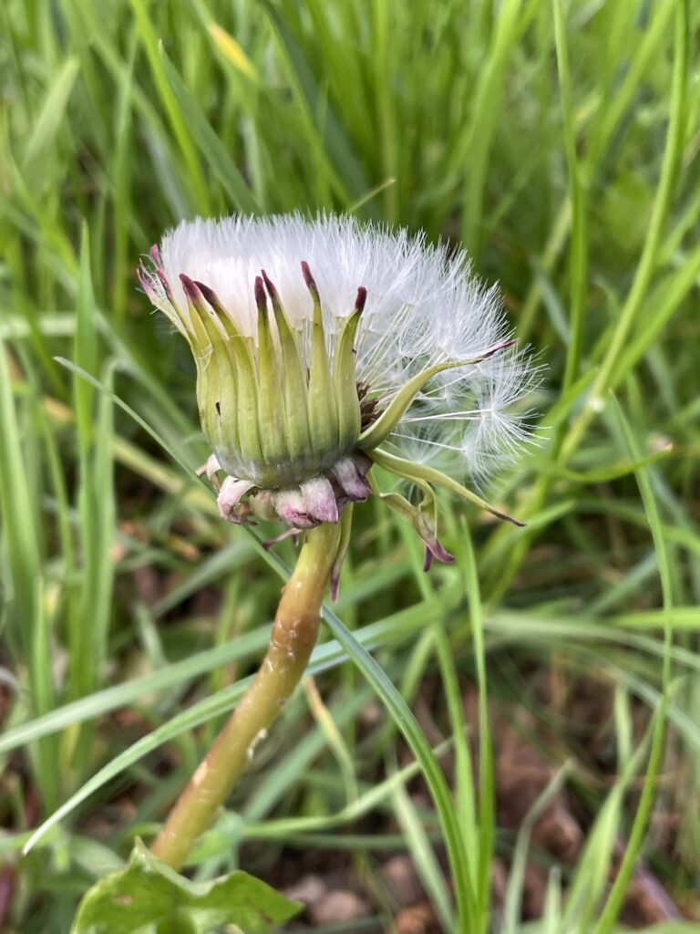 華麗轉身中4