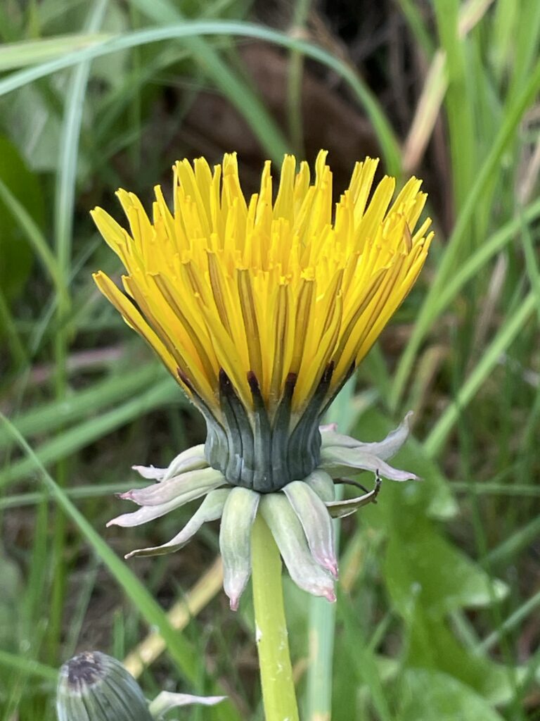 艷麗的黃花1