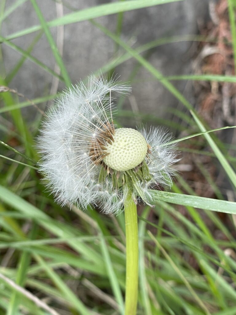 小小種子隨風飄2