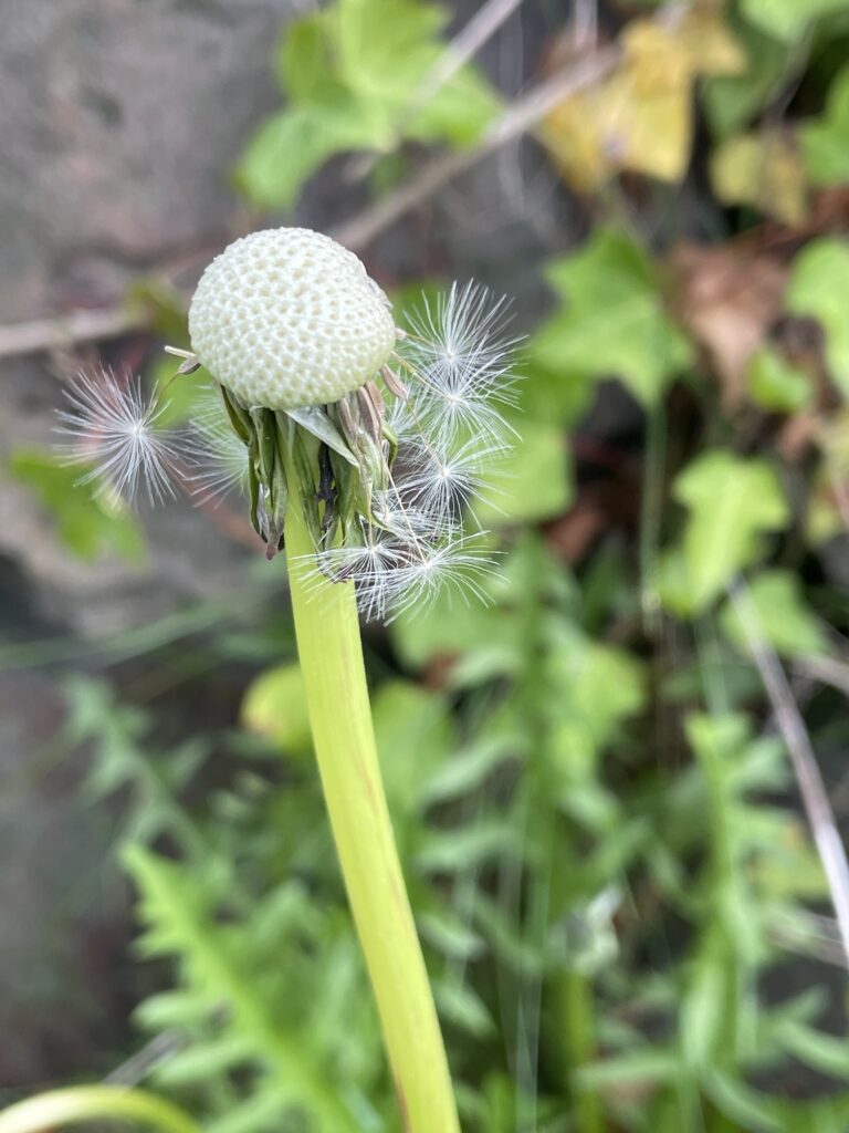 小小種子隨風飄7