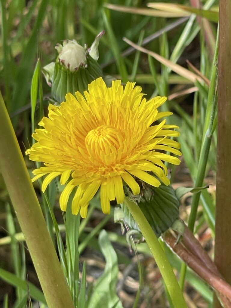 艷麗的黃花3