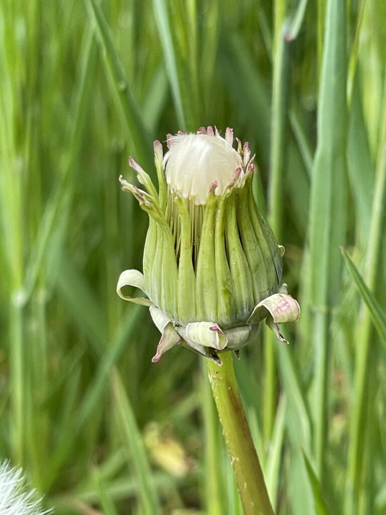 華麗轉身中1