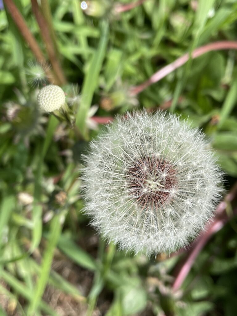 毛茸茸的白球4