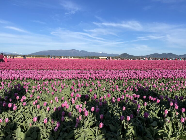 在農場拍照的人兒，也把自己的身影留在花田上……