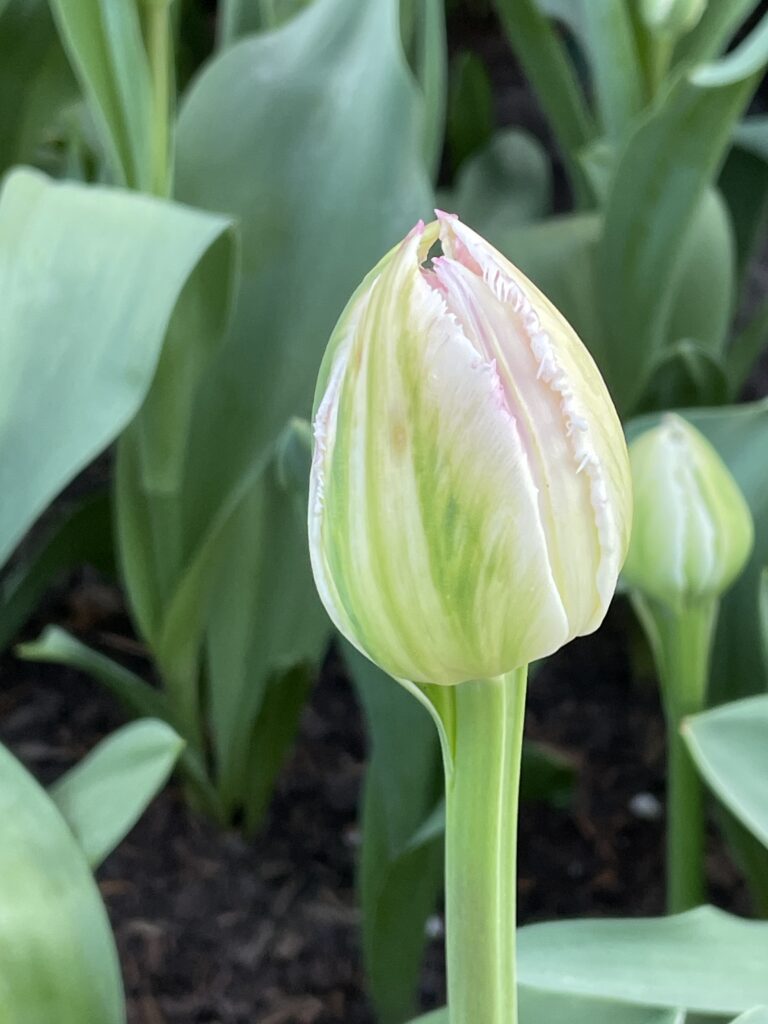 鬱金香可愛花苞6