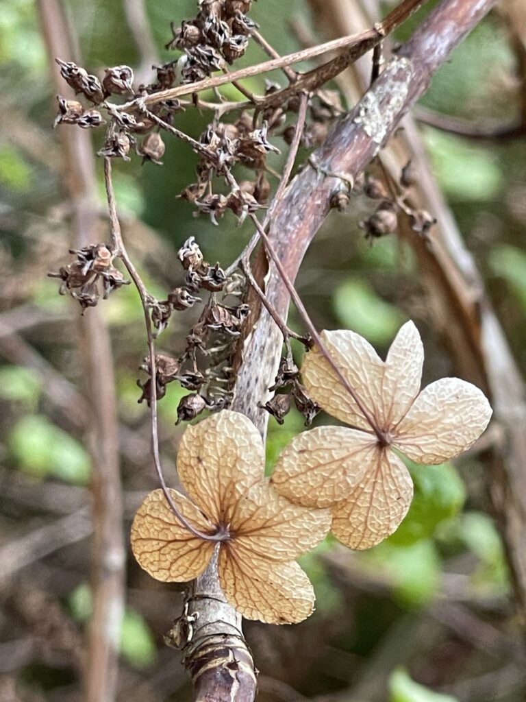 枯寂之美8